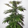 Семена ганжа  Mountain Power feminised Ganja Seeds