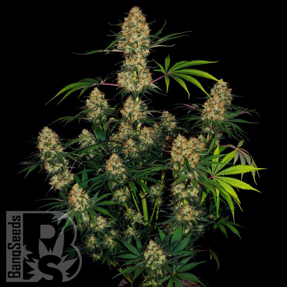 Семена марихуаны Hindu Kush feminised Ganja Seeds