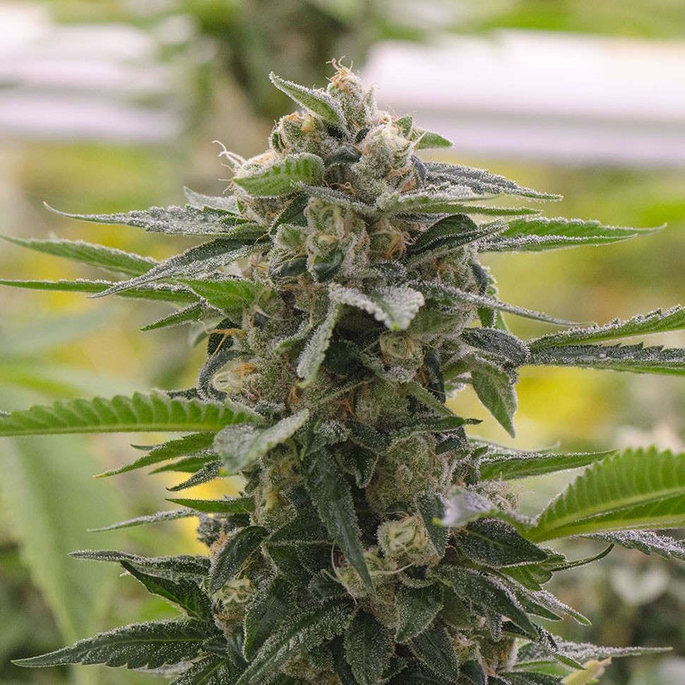 Семена ганжа Argali feminised Bang Seeds