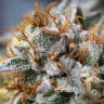 Семена ганжа  Argali feminised Bang Seeds