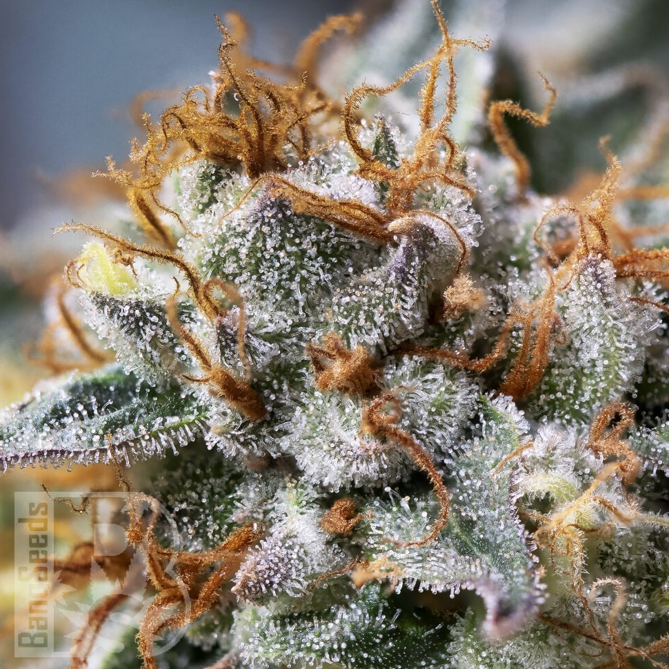 Семена ганжа  Argali feminised Bang Seeds