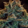 Семена ганжа  Argali feminised Bang Seeds