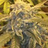 Семена ганжа  Argali feminised Bang Seeds
