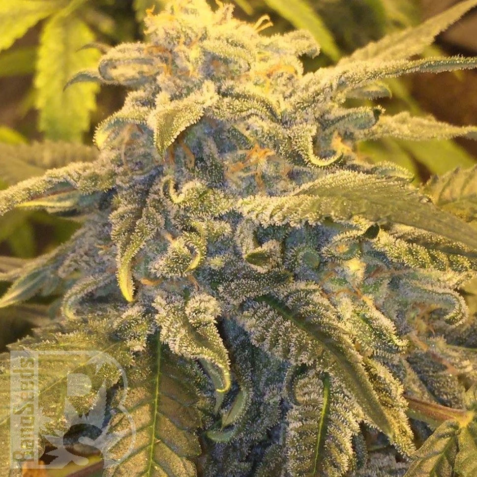 Семена ганжа  Argali feminised Bang Seeds
