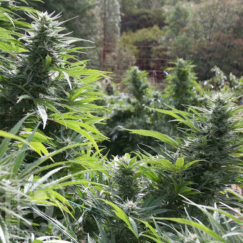 Семена марихуаны  Auto The Ultimate CBD feminised Ganja Seeds
