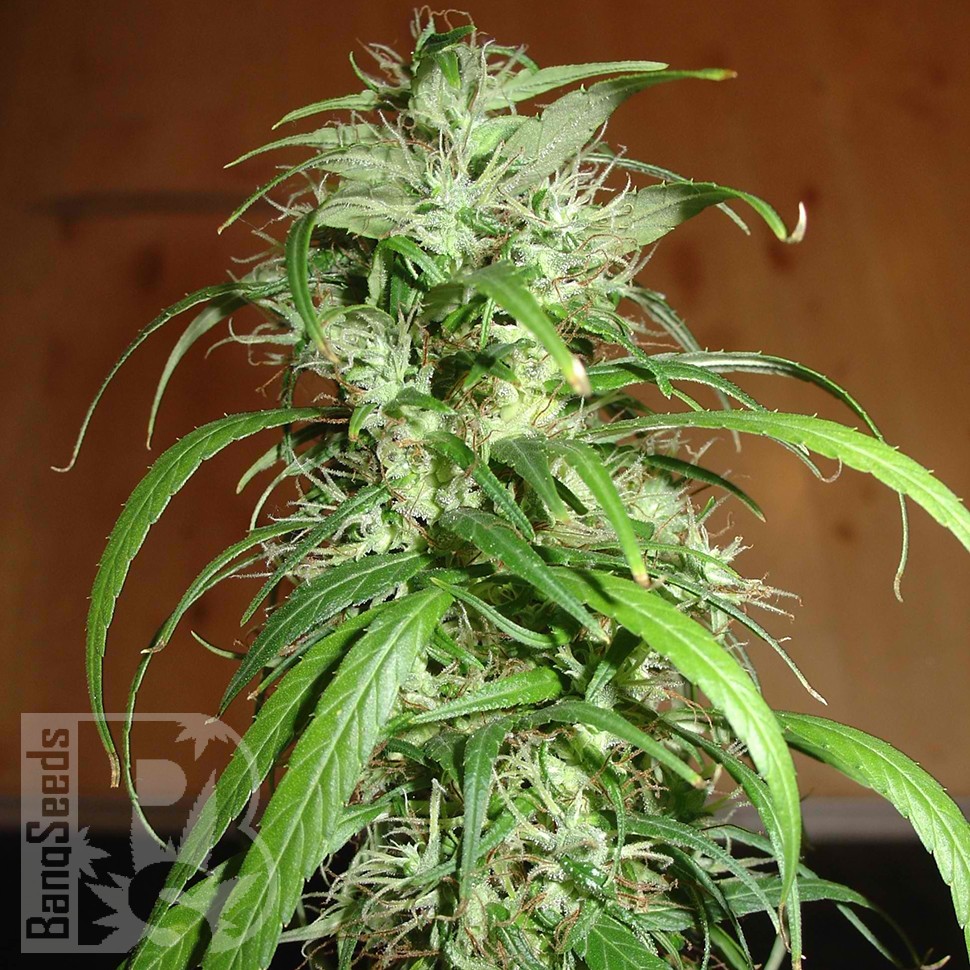 Семена ганжа  Nemesis feminised Ganja Seeds