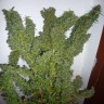 Семена ганжа  Nemesis feminised Ganja Seeds