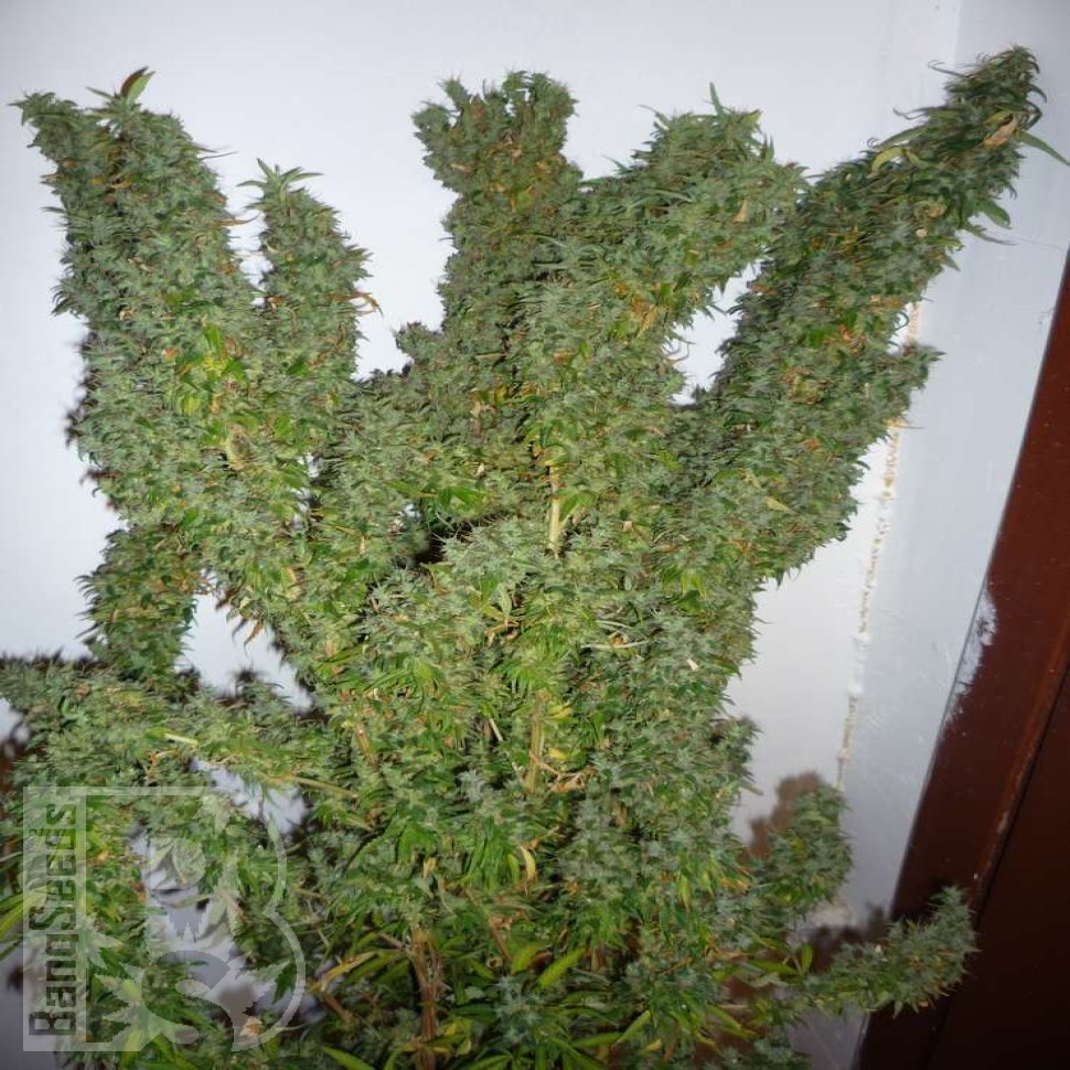 Семена ганжа  Nemesis feminised Ganja Seeds