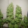 Семена ганжа  Nemesis feminised Ganja Seeds