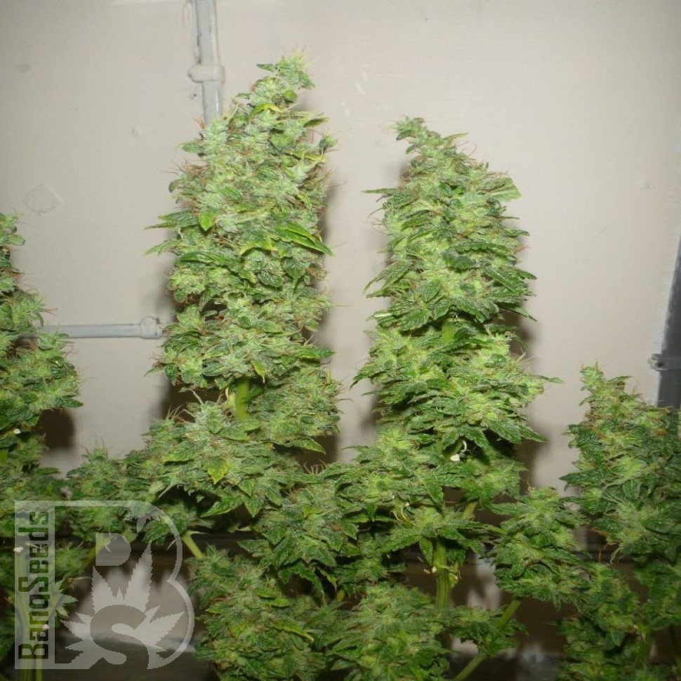Семена ганжа  Nemesis feminised Ganja Seeds