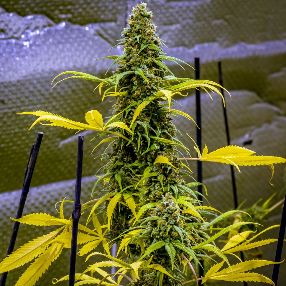 Семена ганжа AK 49 feminised Ganja Seeds