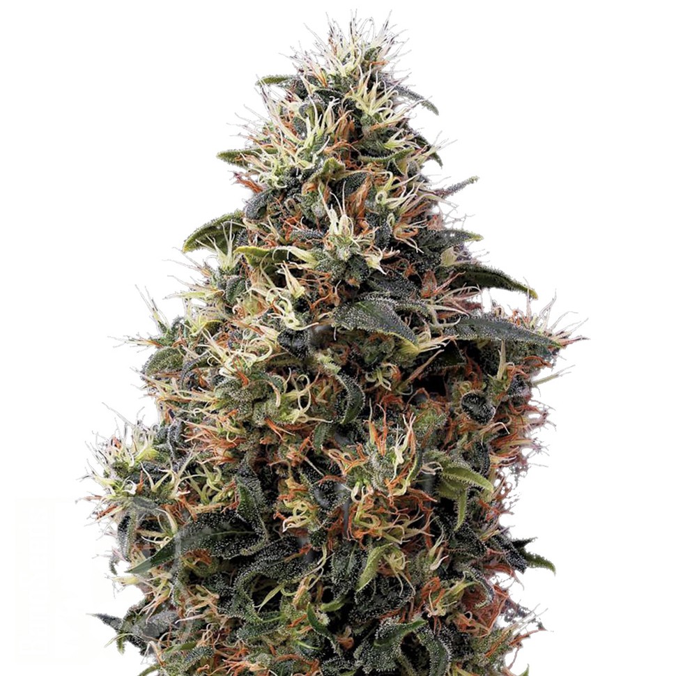Семена ганжа  Auto Sweet Mango feminised Ganja Seeds
