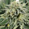 Семена марихуаны  Neville's Haze feminised Ganja Seeds