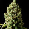 Семена марихуаны  Neville's Haze feminised Ganja Seeds