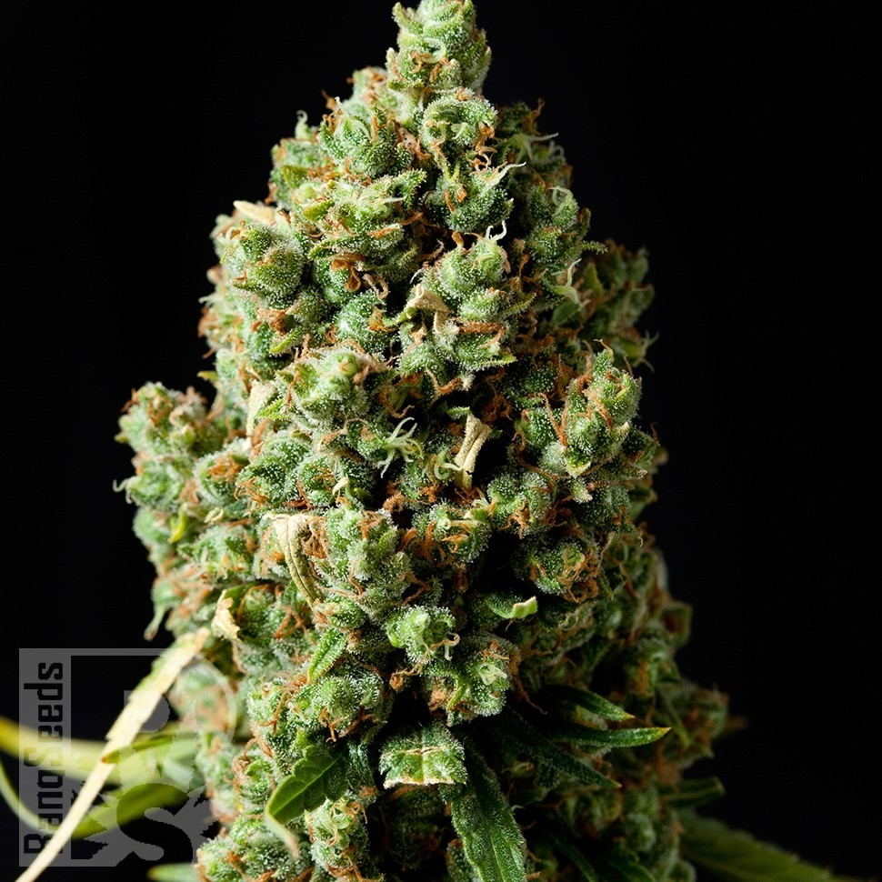 Семена марихуаны  Neville's Haze feminised Ganja Seeds