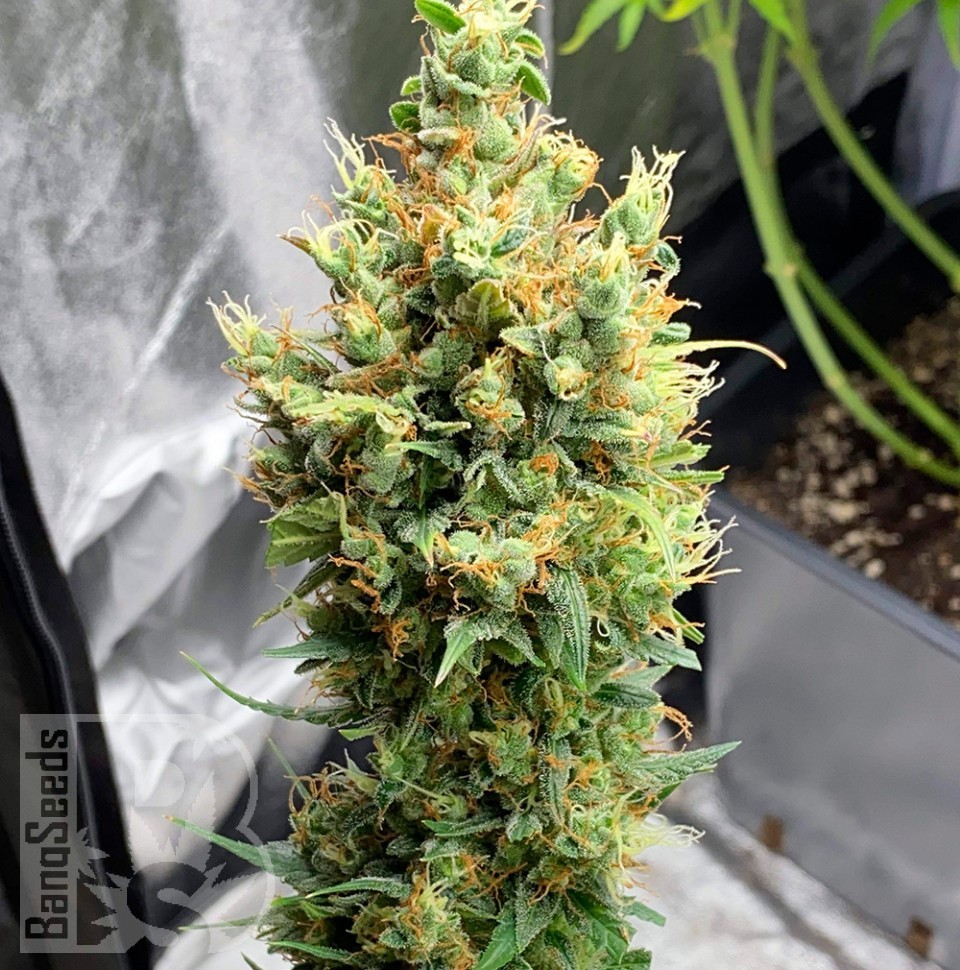 Семена марихуаны  Neville's Haze feminised Ganja Seeds