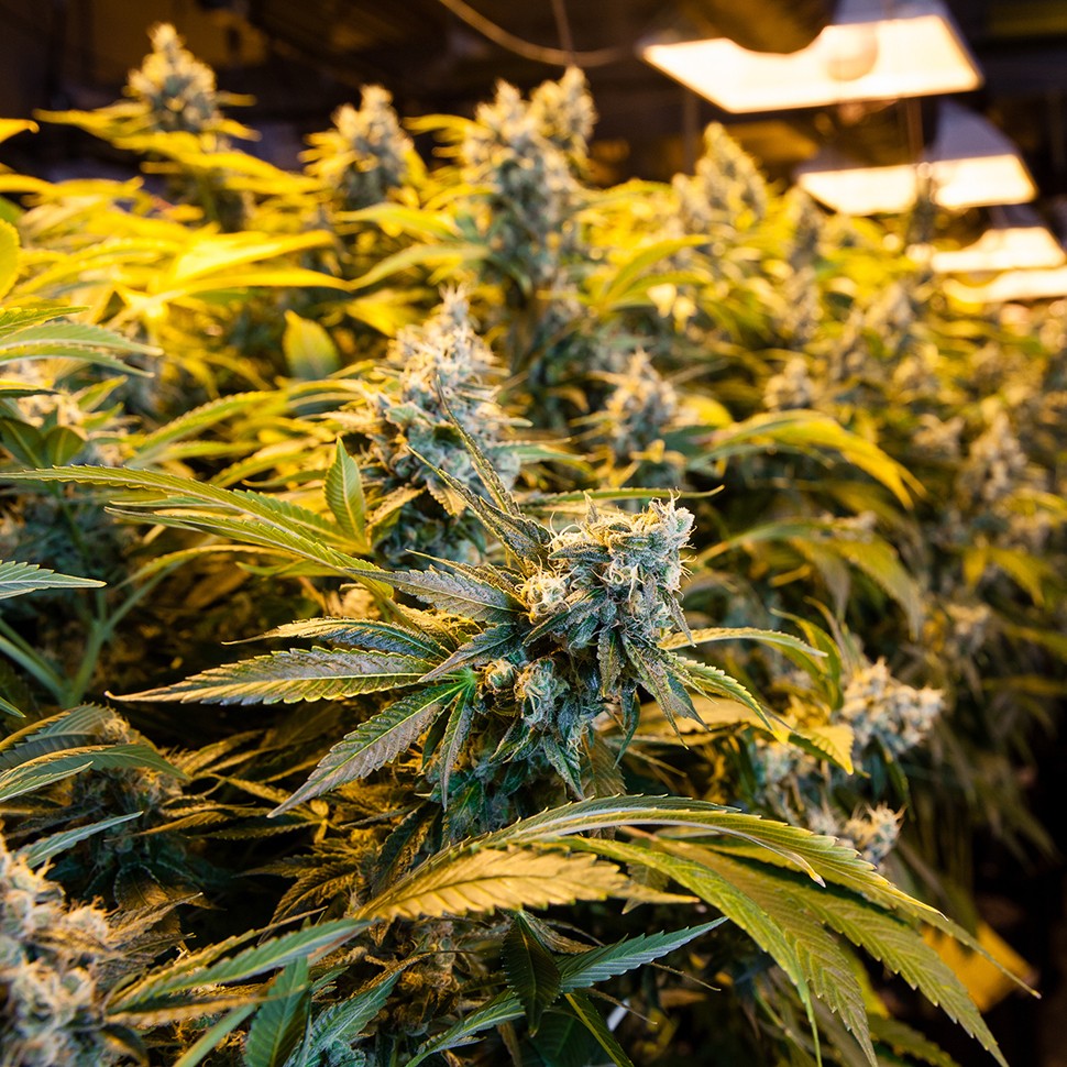 Семена Big Bud feminised Ganja Seeds