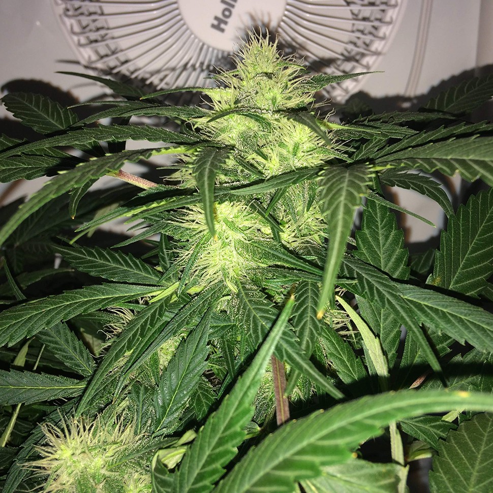 Семена каннабиса  Auto AK-77V feminised Victory Seeds