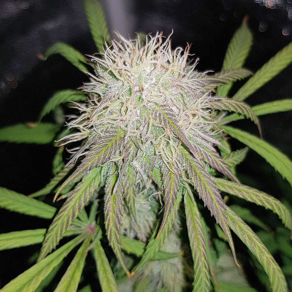 Семена каннабиса  Auto Blue Amnesia feminised Ganja Seeds