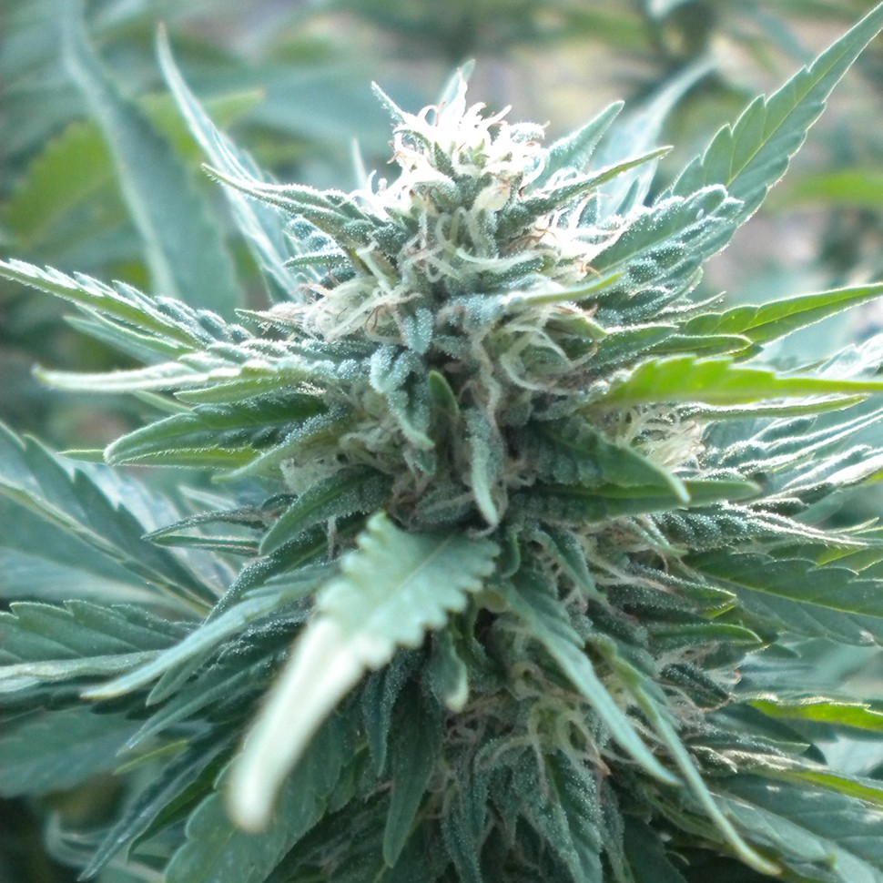 Семена конопли  AK 48 feminised Ganja Seeds
