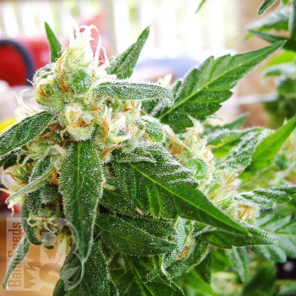 Семена конопли  AK 48 feminised Ganja Seeds