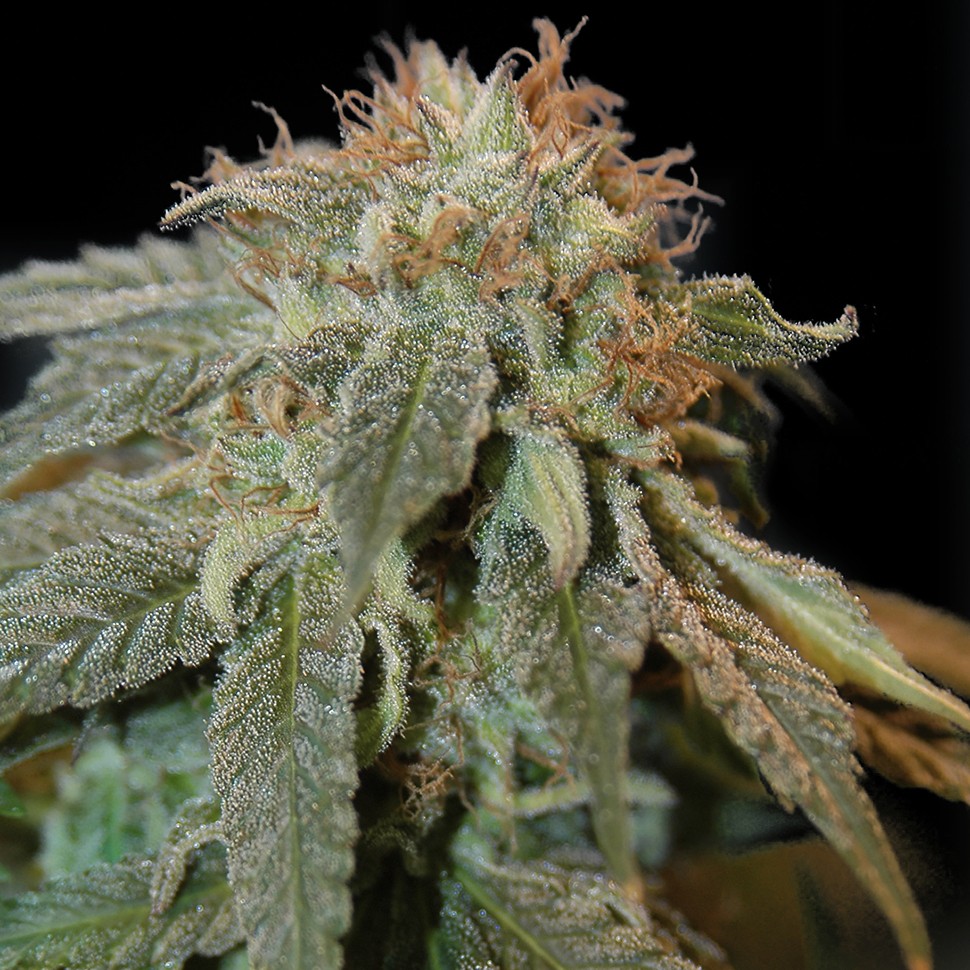 Семена каннабиса  Auto Chere regular Ganja Seeds