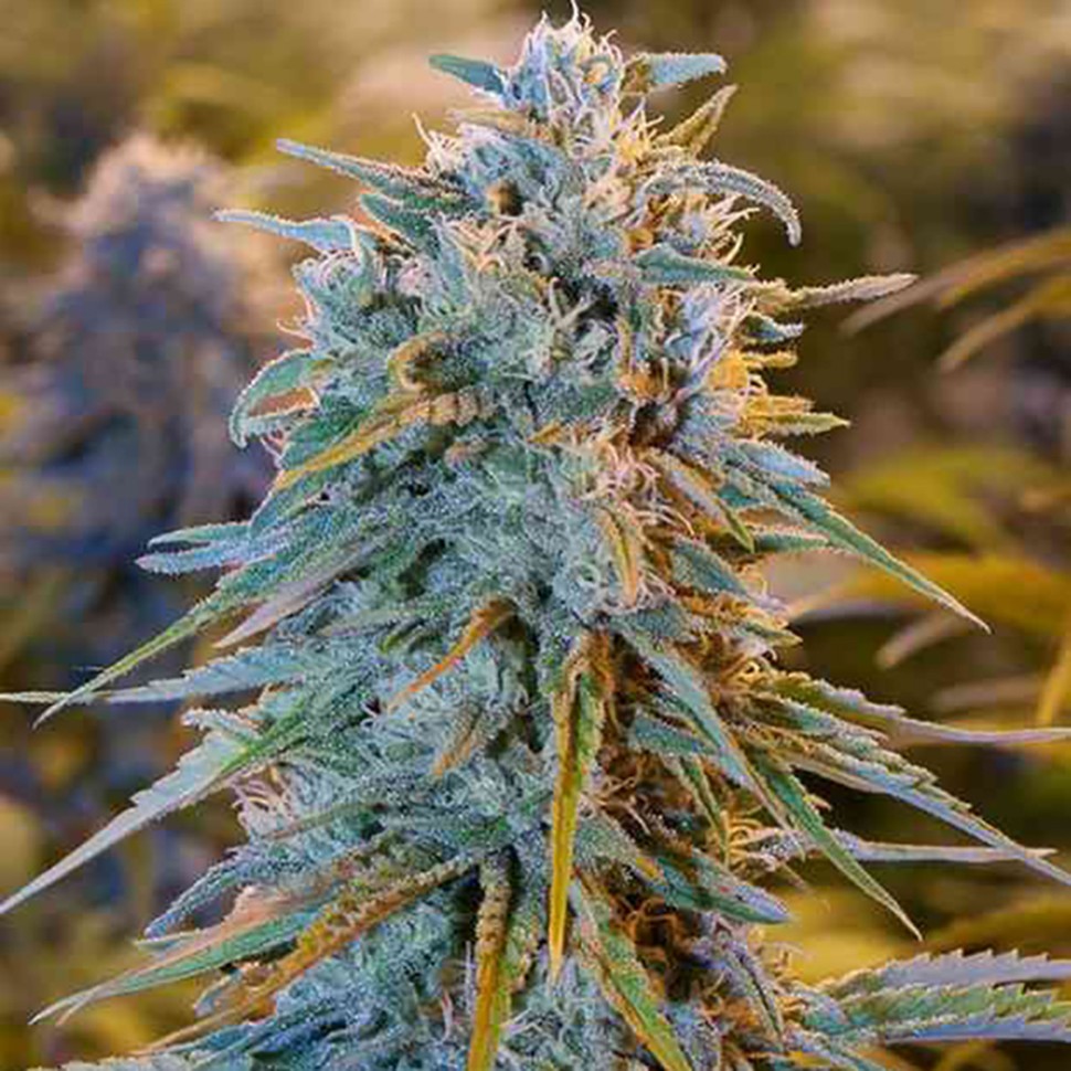 Семена марихуаны  Auto Blue Dream feminised Ganja Seeds