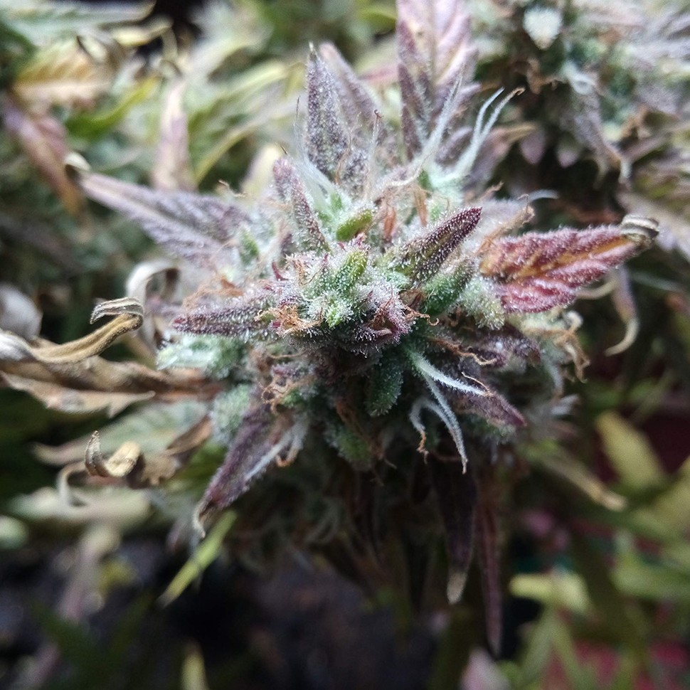 Семена марихуаны Auto Blueberry Bliss feminised Ganja Seeds