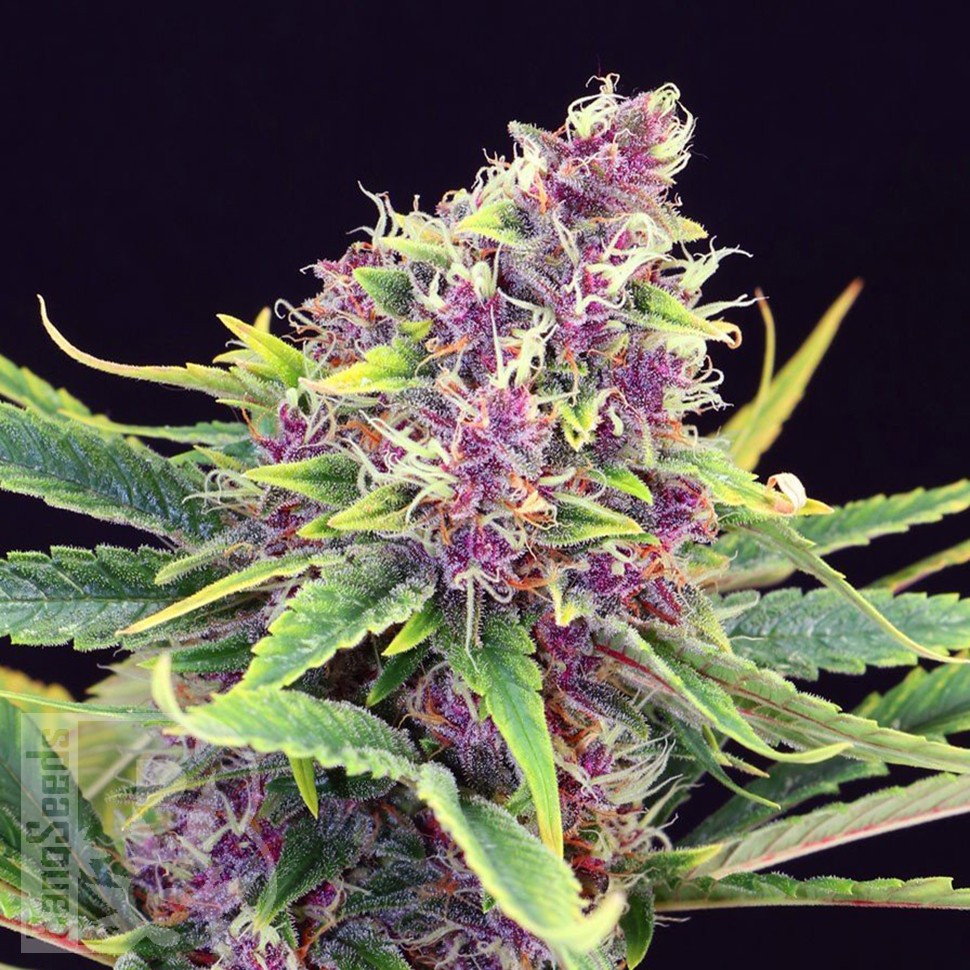 Семена Purple OG feminised Ganja Seeds