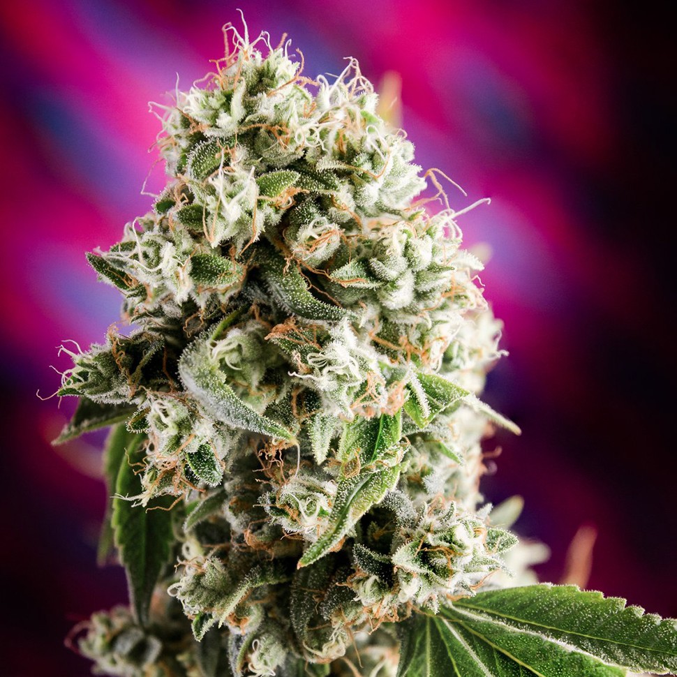 Семена Auto Sweet Mango regular Ganja Seeds