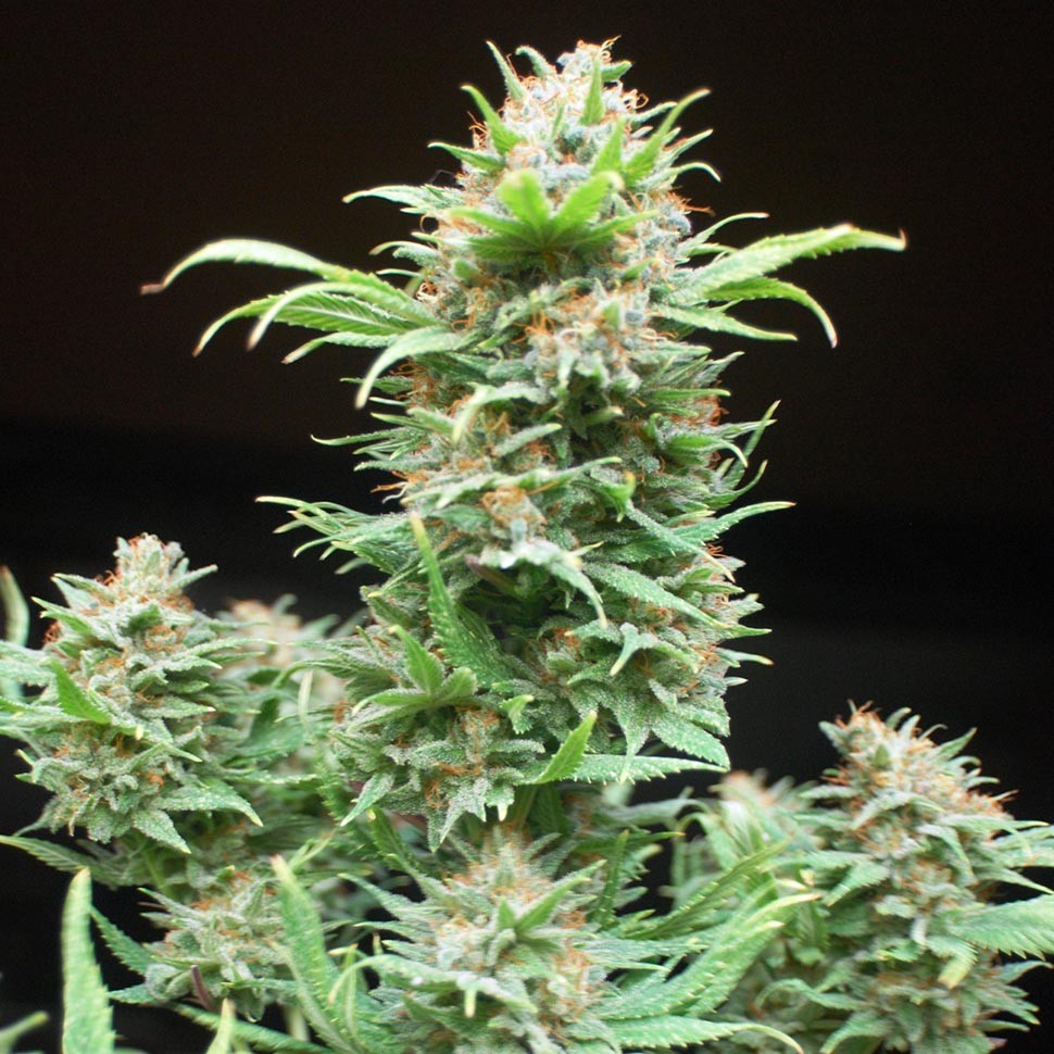 Семена каннабиса Wembley feminised Ganja Seeds