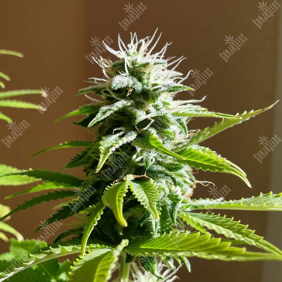 Семена конопли  Auto AK x Somango feminised Ganja Seeds