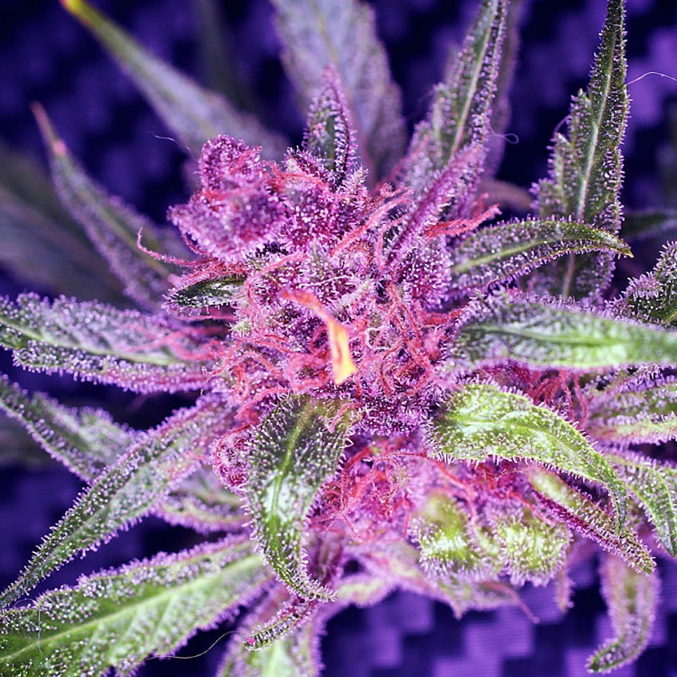 Семена конопли  Auto Blueberry Haze feminised Ganja Seeds