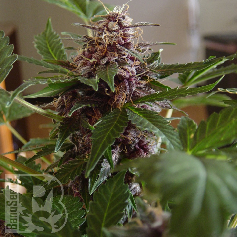 Семена каннабиса Purple Sunset feminised Ganja Seeds