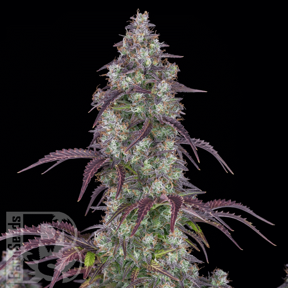 Семена каннабиса  Purple Sunset feminised Ganja Seeds