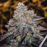Семена каннабиса  Purple Sunset feminised Ganja Seeds