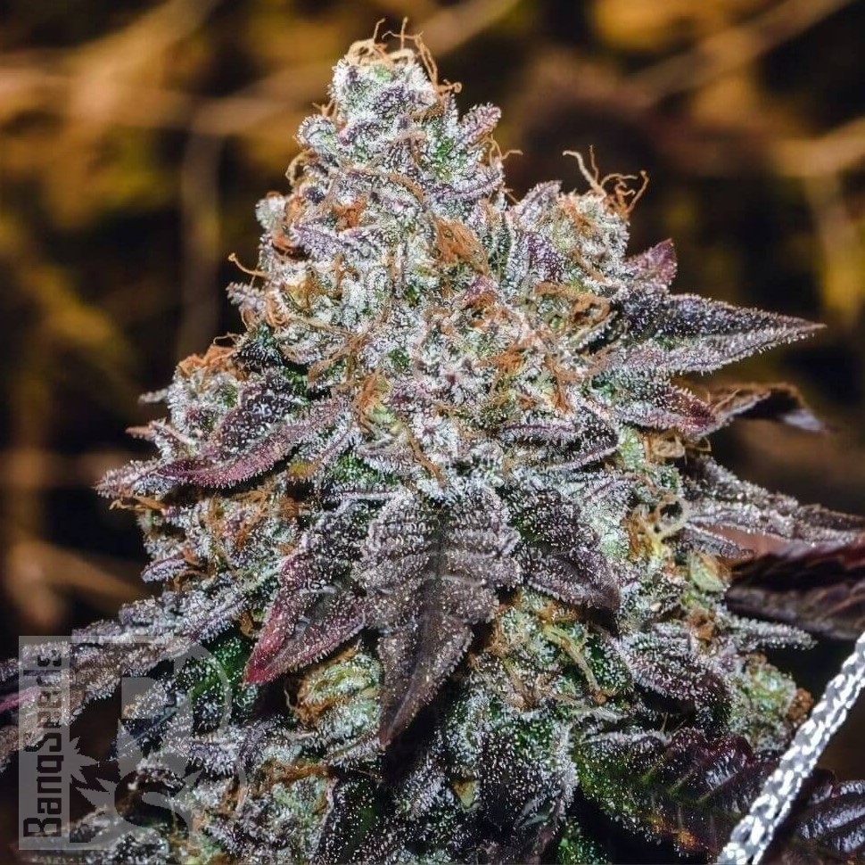 Семена каннабиса  Purple Sunset feminised Ganja Seeds