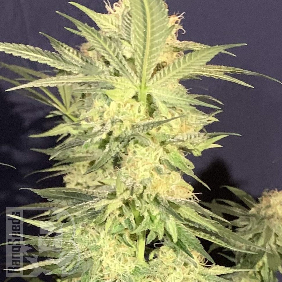 Семена марихуаны  Amnesia Lemon regular Ganja Seeds