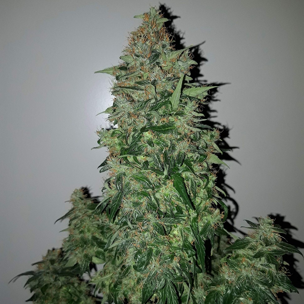 Семена конопли  Auto Big Angel feminised Victory Seeds