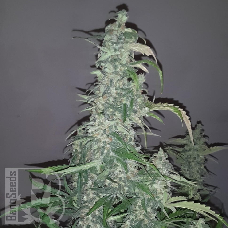 Семена ганжа  Auto Wappa feminised Ganja Seeds