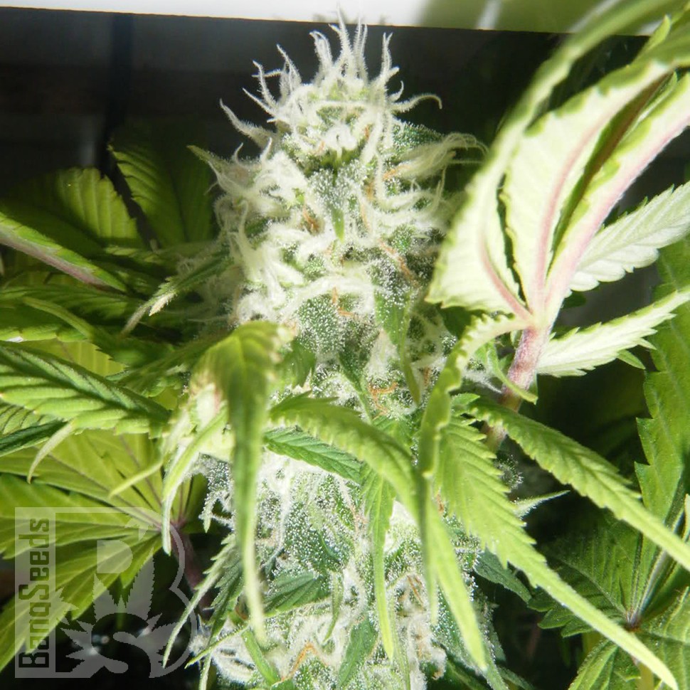 Семена ганжа Puta Madre Kush feminised Ganja Seeds