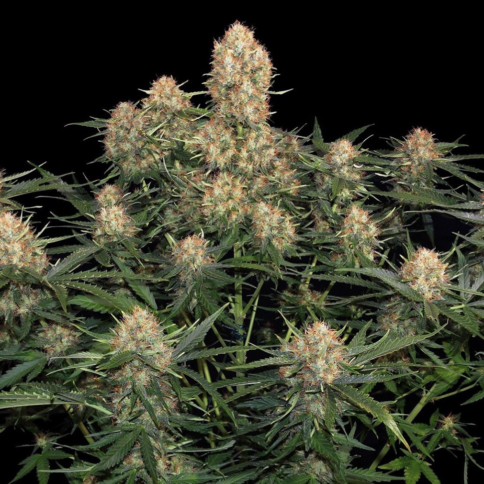 Семена конопли Original Skunk feminised Ganja Seeds