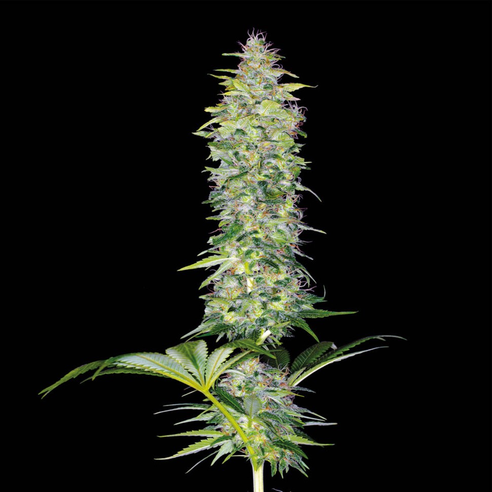 Семена  Northern Lights x White Widow feminised Ganja Seeds