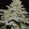 Семена  Northern Lights x White Widow feminised Ganja Seeds