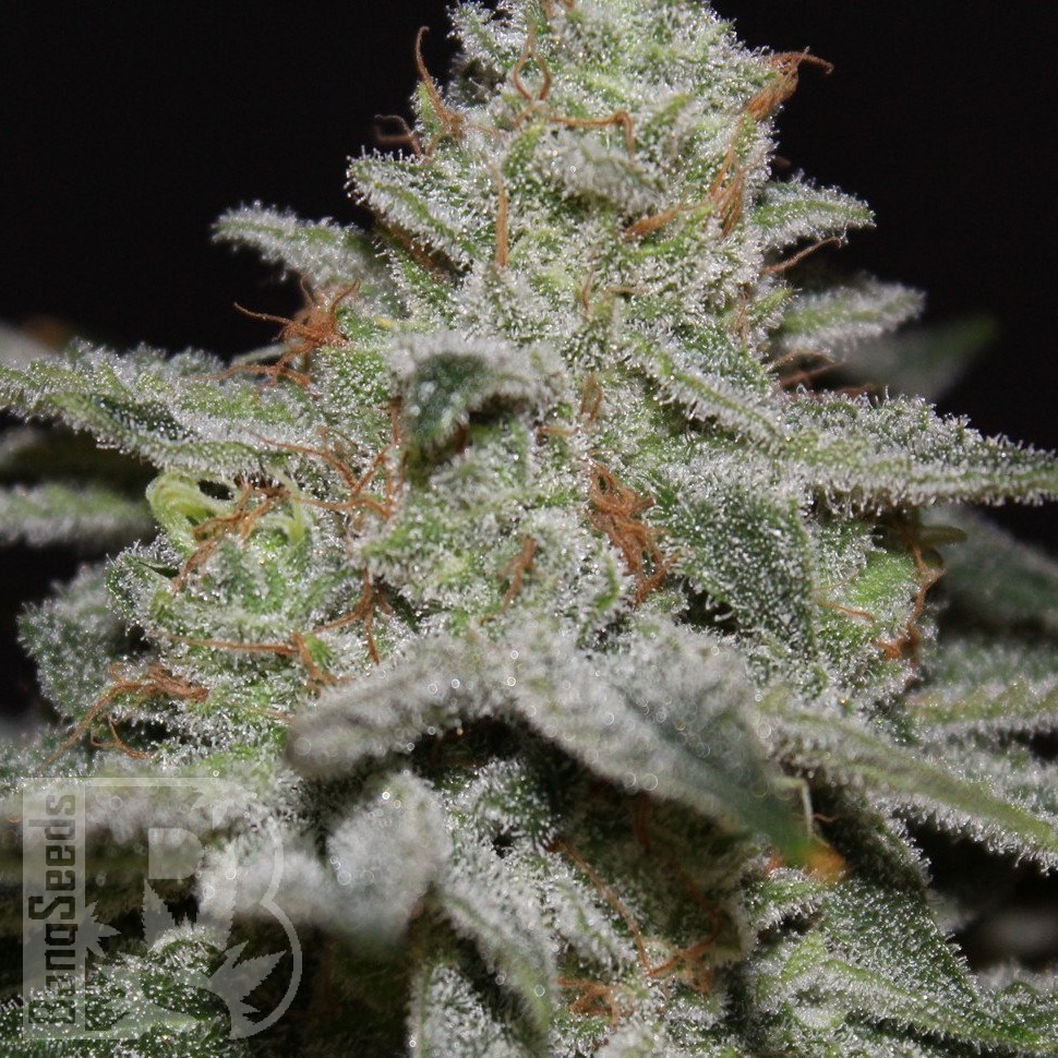 Семена  Northern Lights x White Widow feminised Ganja Seeds