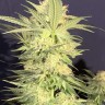 Семена  Northern Lights x White Widow feminised Ganja Seeds