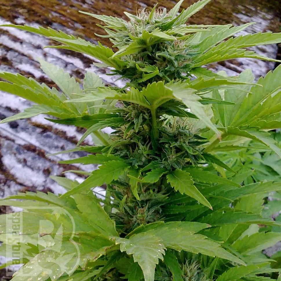 Семена марихуаны Russian Rocket Fuel feminised Ganja Seeds