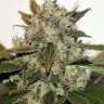 Семена марихуаны  Russian Rocket Fuel feminised Ganja Seeds