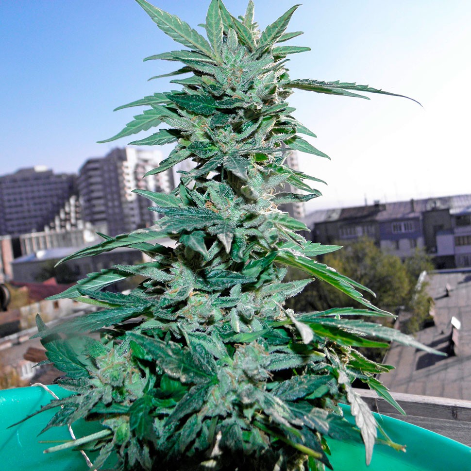 Семена конопли  Auto Critical regular Ganja Seeds