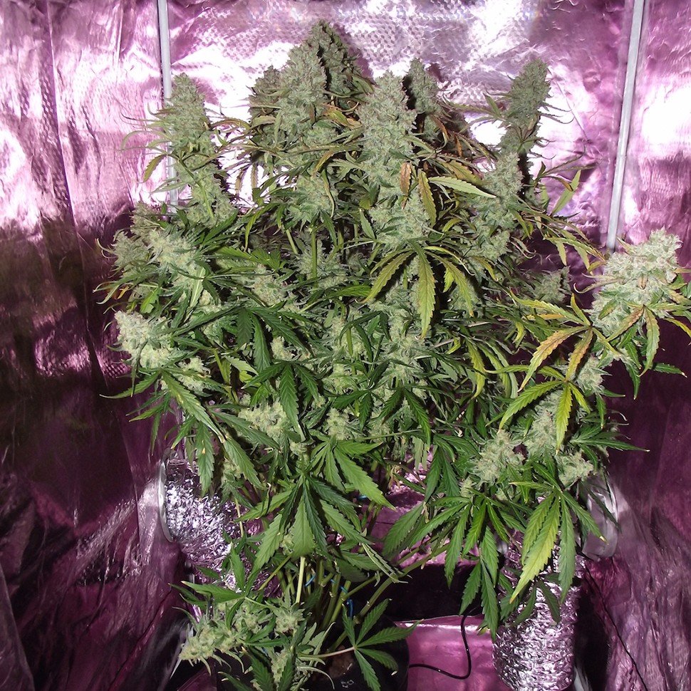 Семена каннабиса  Auto The Ultimate feminised Ganja Seeds